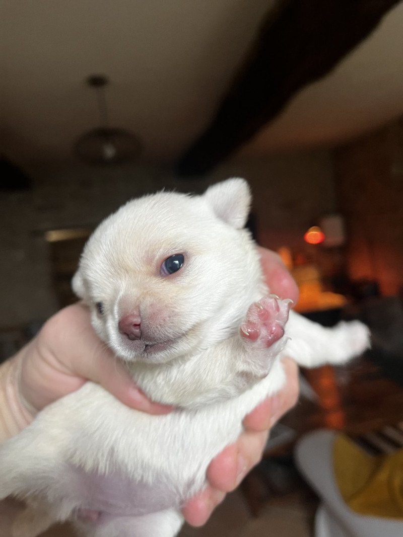 1er chiot (Portée Zoé ❤ MARVEL 2025) - Femelle SABLE Femelle Chihuahua Poil Court