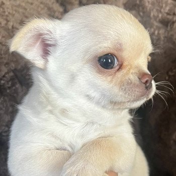 chiot Chihuahua Poil Court SABLE DOMAINE DE MONTBRIEUX