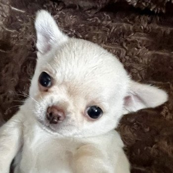 chiot Chihuahua Poil Court SABLE DOMAINE DE MONTBRIEUX