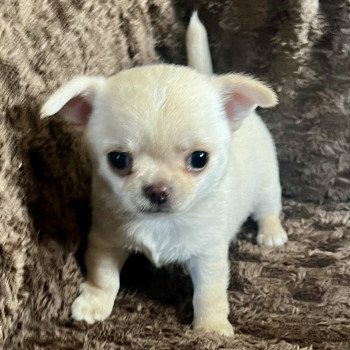 chiot Chihuahua Poil Court SABLE DOMAINE DE MONTBRIEUX