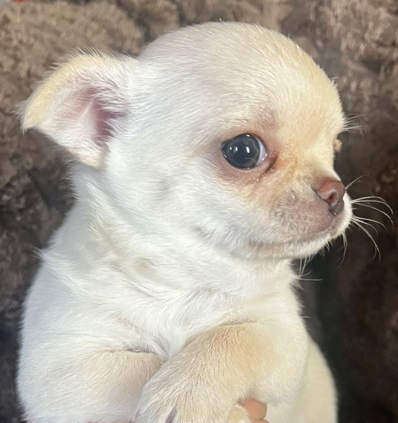 ANAYA DU DOMAINE DE MONTBRIEUX Femelle Chihuahua Poil Court