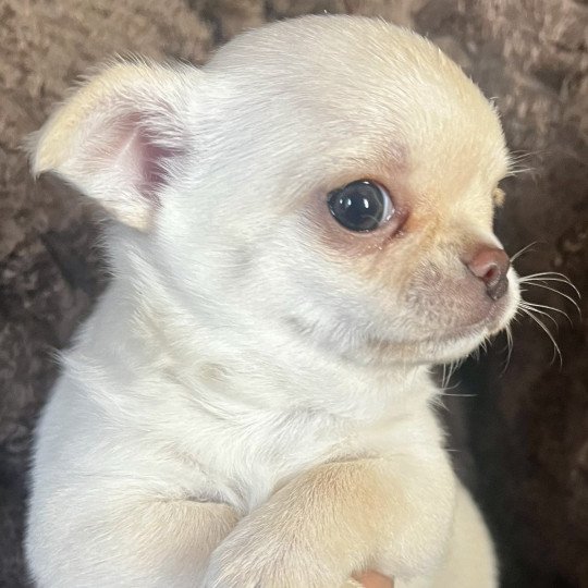 ANAYA DU DOMAINE DE MONTBRIEUX Femelle Chihuahua Poil Court