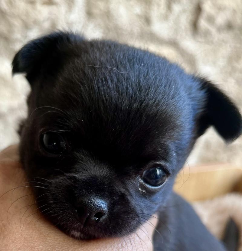 BANDIT DU DOMAINE DE MONTBRIEUX Mâle Chihuahua Poil Court