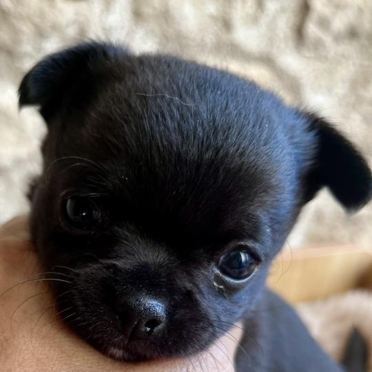 BANDIT DU DOMAINE DE MONTBRIEUX Mâle Chihuahua Poil Court