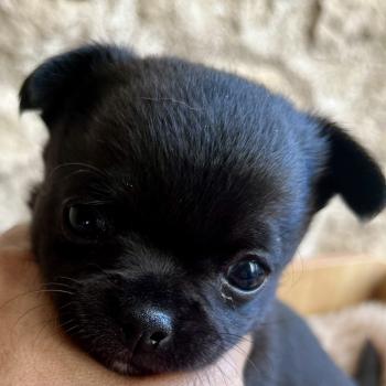 chiot Chihuahua Poil Court Noir DOMAINE DE MONTBRIEUX
