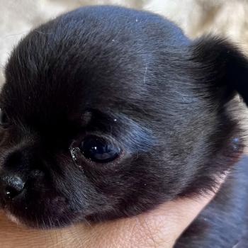 chiot Chihuahua Poil Court Noir BANDIT DOMAINE DE MONTBRIEUX