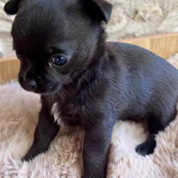 chiot Chihuahua Poil Court Noir BANDIT DOMAINE DE MONTBRIEUX