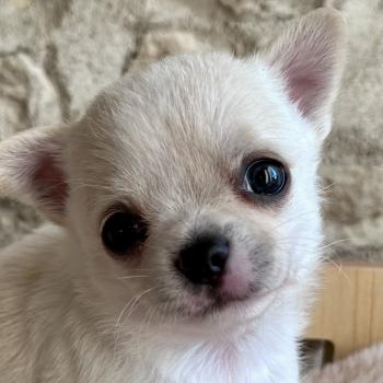chiot Chihuahua Poil Court Blanc BALZAC DOMAINE DE MONTBRIEUX