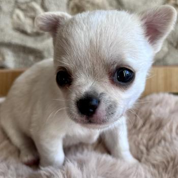 chiot Chihuahua Poil Court Blanc BALZAC DOMAINE DE MONTBRIEUX