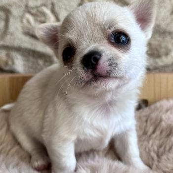 chiot Chihuahua Poil Court Blanc BALZAC DOMAINE DE MONTBRIEUX