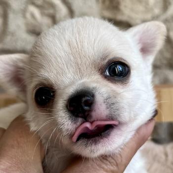 chiot Chihuahua Poil Court Blanc BALZAC DOMAINE DE MONTBRIEUX