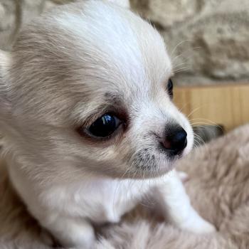 chiot Chihuahua Poil Court Blanc BALZAC DOMAINE DE MONTBRIEUX