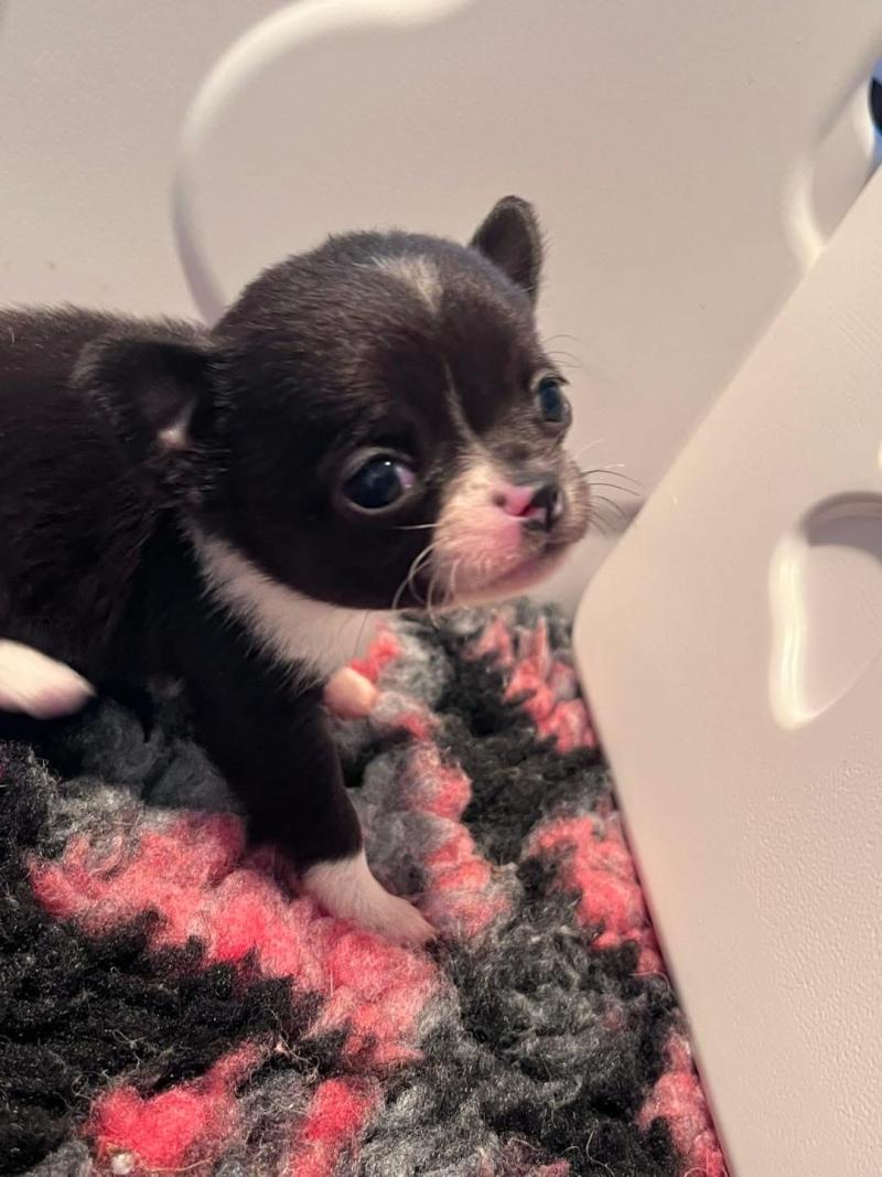 BETTY BOOP DU DOMAINE DE MONTBRIEUX Femelle Chihuahua Poil Court