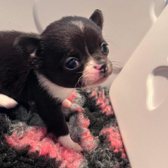 BETTY BOOP DU DOMAINE DE MONTBRIEUX Femelle Chihuahua Poil Court