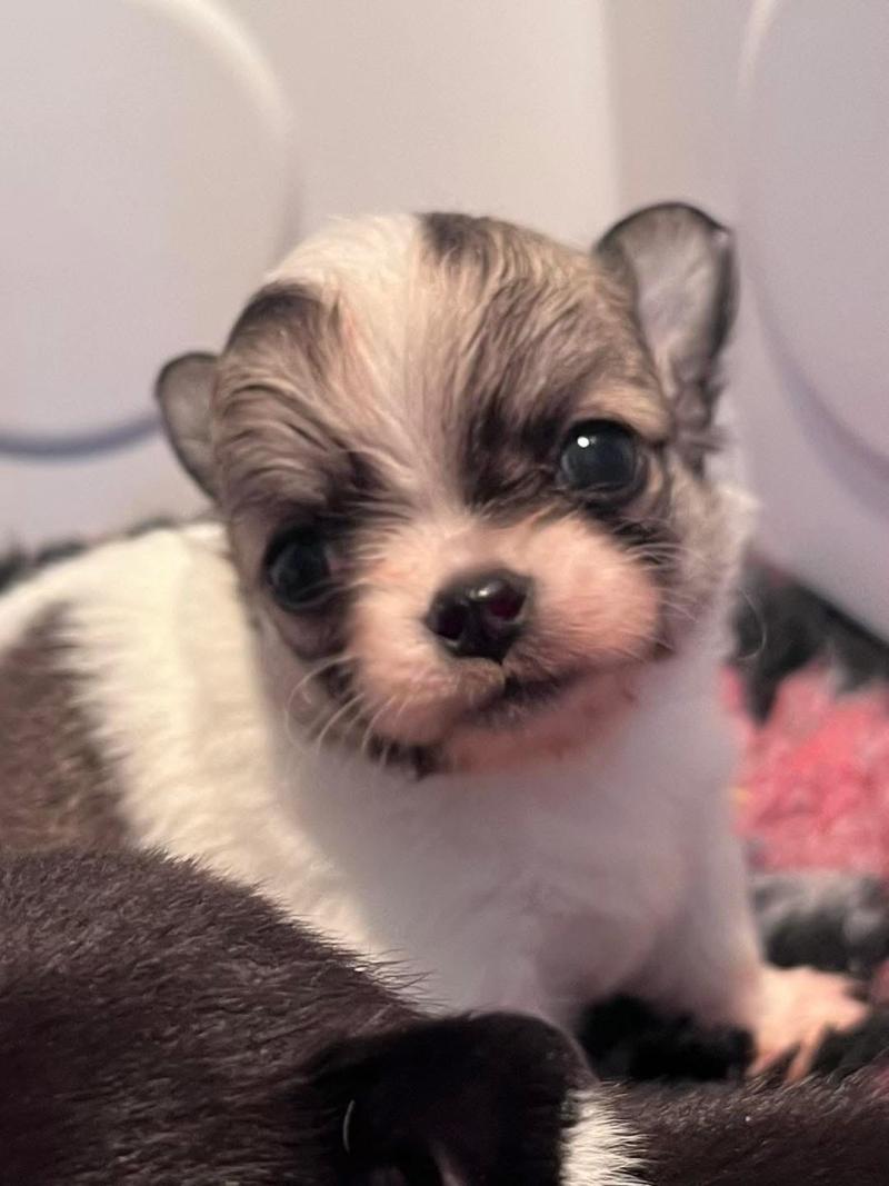 BILLY THE KING DU DOMAINE DE MONTBRIEUX Mâle Chihuahua Poil Long