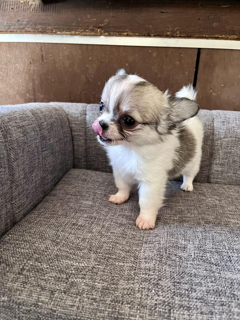 BILLY THE KING DU DOMAINE DE MONTBRIEUX Mâle Chihuahua Poil Long