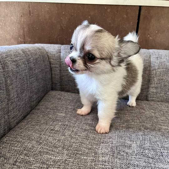 BILLY THE KING DU DOMAINE DE MONTBRIEUX Mâle Chihuahua Poil Long