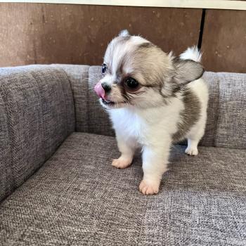 chiot Chihuahua Poil Long Blanc panaché marron charbonné BILLY THE KING DOMAINE DE MONTBRIEUX