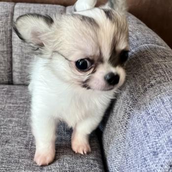 chiot Chihuahua Poil Long Blanc panaché marron charbonné BILLY THE KING DOMAINE DE MONTBRIEUX