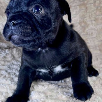 chiot Staffordshire bull terrier FREYJA DOMAINE DE MONTBRIEUX chiot Staffordshire bull terrier FREYJA DOMAINE DE MONTBRIEUX