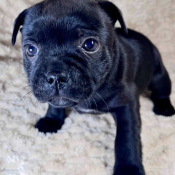chiot Staffordshire bull terrier FREYJA DOMAINE DE MONTBRIEUX chiot Staffordshire bull terrier FREYJA DOMAINE DE MONTBRIEUX