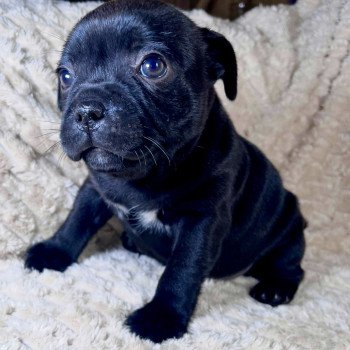 chiot Staffordshire bull terrier FREYJA DOMAINE DE MONTBRIEUX chiot Staffordshire bull terrier FREYJA DOMAINE DE MONTBRIEUX