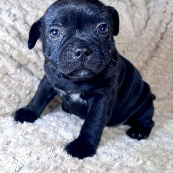 chiot Staffordshire bull terrier FREYJA DOMAINE DE MONTBRIEUX chiot Staffordshire bull terrier FREYJA DOMAINE DE MONTBRIEUX