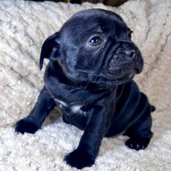 chiot Staffordshire bull terrier FREYJA DOMAINE DE MONTBRIEUX chiot Staffordshire bull terrier FREYJA DOMAINE DE MONTBRIEUX