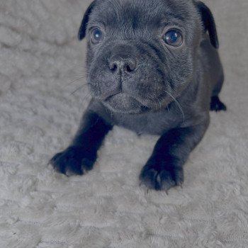 chiot Staffordshire bull terrier FREYJA DOMAINE DE MONTBRIEUX chiot Staffordshire bull terrier FREYJA DOMAINE DE MONTBRIEUX