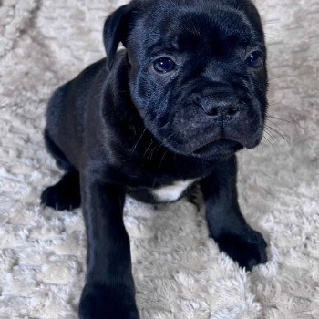 chiot Staffordshire bull terrier ATIMUS DOMAINE DE MONTBRIEUX chiot Staffordshire bull terrier ATIMUS DOMAINE DE MONTBRIEUX