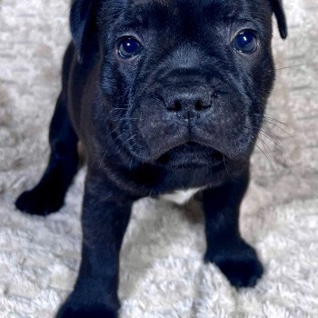 chiot Staffordshire bull terrier ATIMUS DOMAINE DE MONTBRIEUX chiot Staffordshire bull terrier ATIMUS DOMAINE DE MONTBRIEUX