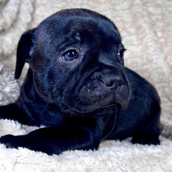 chiot Staffordshire bull terrier ATIMUS DOMAINE DE MONTBRIEUX chiot Staffordshire bull terrier ATIMUS DOMAINE DE MONTBRIEUX