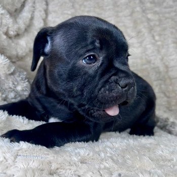 chiot Staffordshire bull terrier ATIMUS DOMAINE DE MONTBRIEUX chiot Staffordshire bull terrier ATIMUS DOMAINE DE MONTBRIEUX