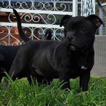 chien Staffordshire bull terrier NOIR NAALA DOMAINE DE MONTBRIEUX chien Staffordshire bull terrier NOIR NAALA DOMAINE DE MONTBRIEUX