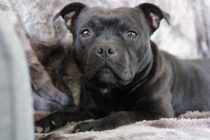 NAALA Femelle Staffordshire bull terrier NAALA Femelle Staffordshire bull terrier