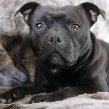 chien Staffordshire bull terrier NOIR NAALA DOMAINE DE MONTBRIEUX chien Staffordshire bull terrier NOIR NAALA DOMAINE DE MONTBRIEUX