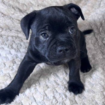 chiot Staffordshire bull terrier ACTARUS DOMAINE DE MONTBRIEUX chiot Staffordshire bull terrier ACTARUS DOMAINE DE MONTBRIEUX