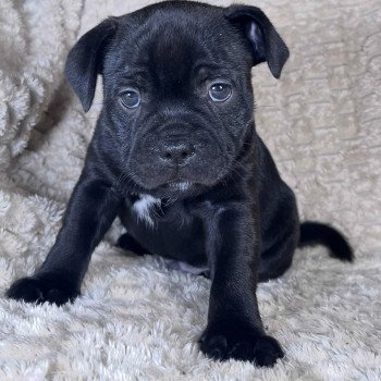 chiot Staffordshire bull terrier ACTARUS DOMAINE DE MONTBRIEUX chiot Staffordshire bull terrier ACTARUS DOMAINE DE MONTBRIEUX