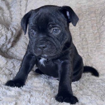 chiot Staffordshire bull terrier ACTARUS DOMAINE DE MONTBRIEUX chiot Staffordshire bull terrier ACTARUS DOMAINE DE MONTBRIEUX