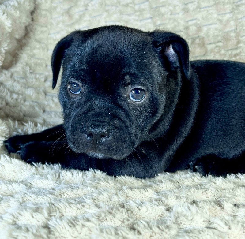 ACTARUS DU DOMAINE DE MONTBRIEUX Mâle Staffordshire bull terrier