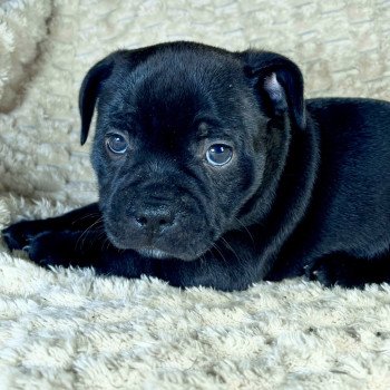 chiot Staffordshire bull terrier ACTARUS DOMAINE DE MONTBRIEUX chiot Staffordshire bull terrier ACTARUS DOMAINE DE MONTBRIEUX