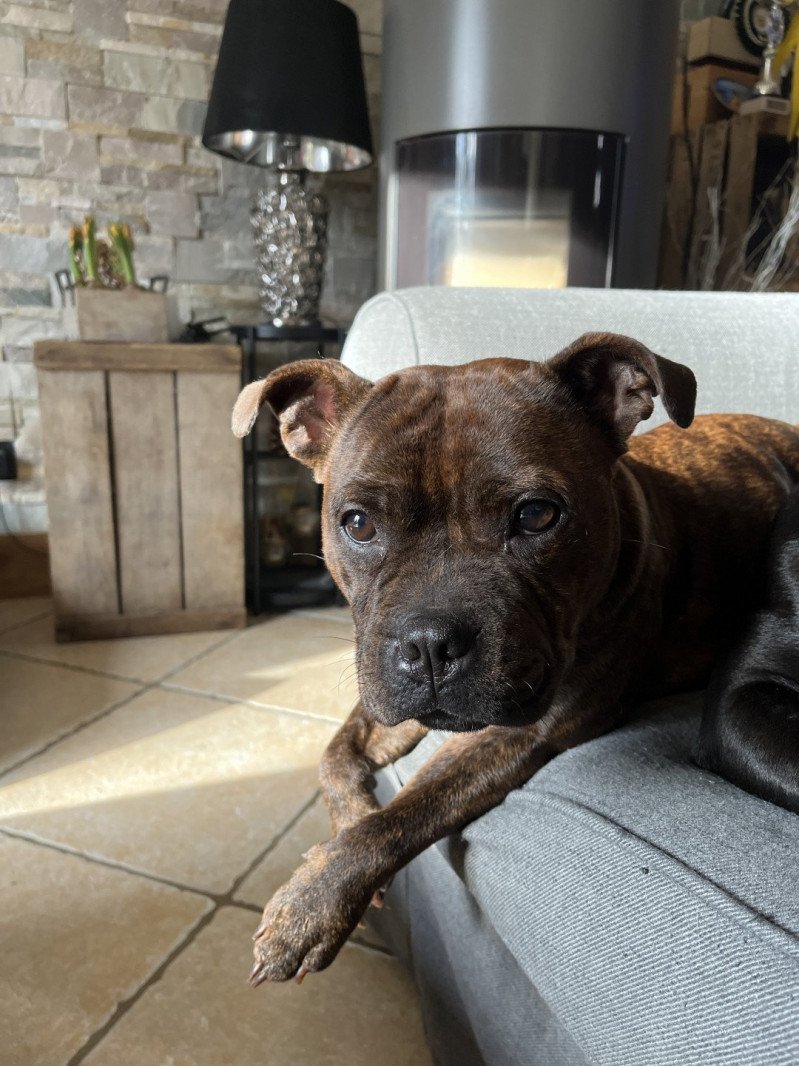 PRINCESSE VAIANA Femelle Staffordshire bull terrier PRINCESSE VAIANA Femelle Staffordshire bull terrier
